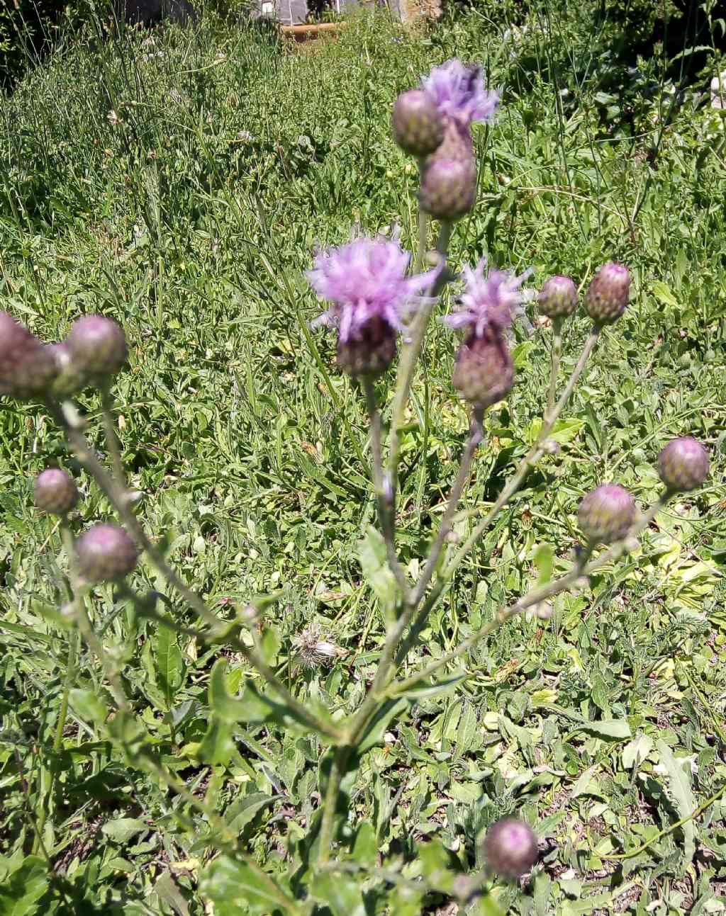 Asteracea  - Cirsium arvense